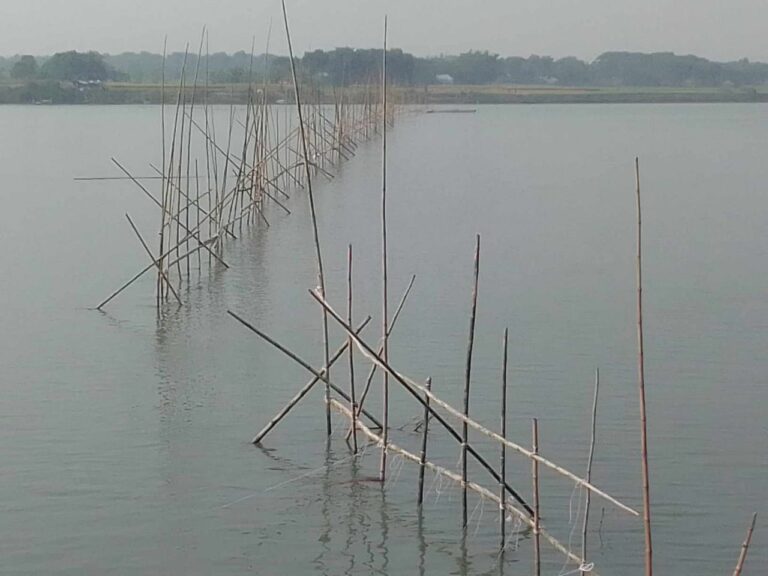 আলফাডাঙ্গায় মধুমতি নদীতে আড়াআড়ি বাঁধ দিয়ে মাছ শিকার |
