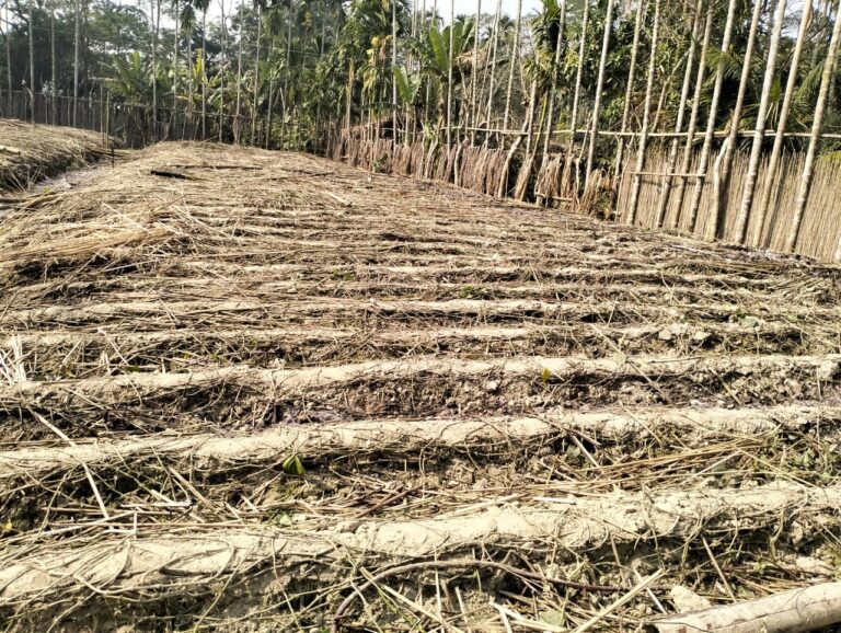 ইউপি সদস্যর পানবরজ পুড়িয়ে দিয়েছে প্রতিপক্ষরা