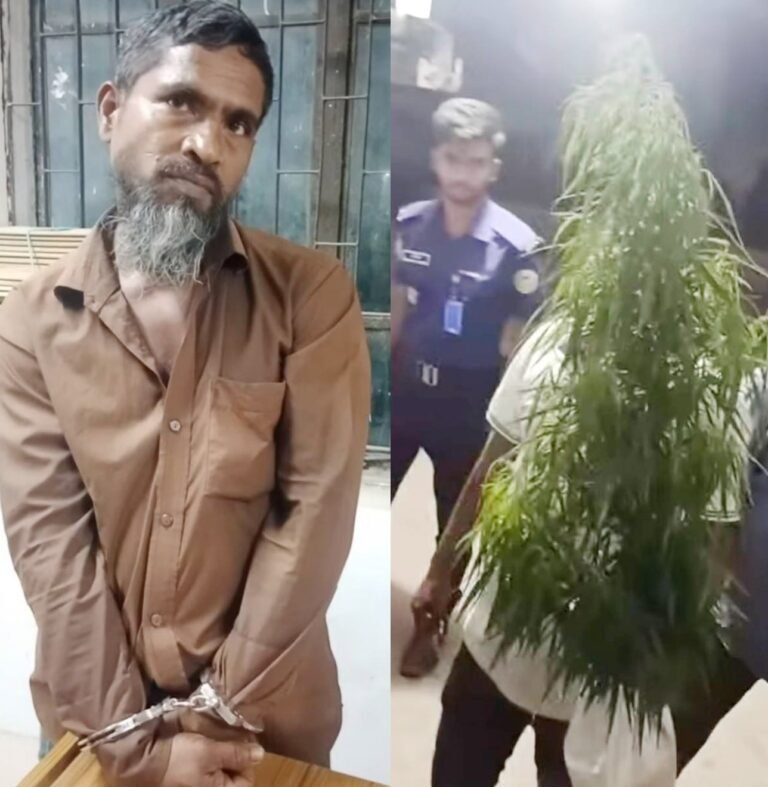 গাঁজা গাছসহ চাষী মহিউদ্দিন গ্রেপ্তার